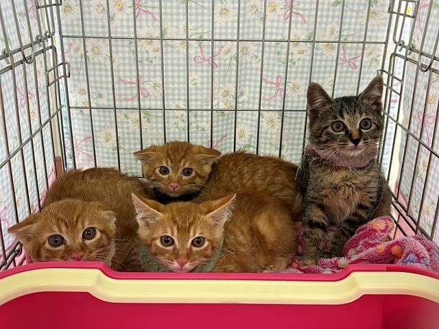 子猫