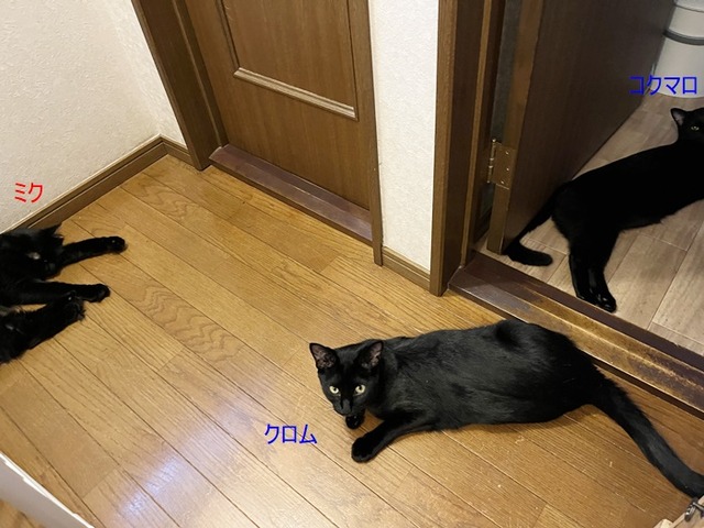 黒猫