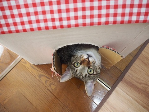 八重ちゃn