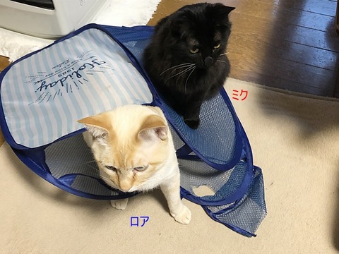 お二人