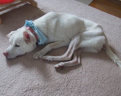 pageyuki_20140722161646dd7.jpg