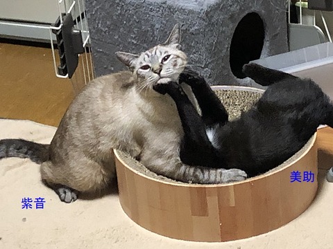 キック~