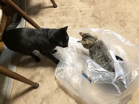 美助とマコ