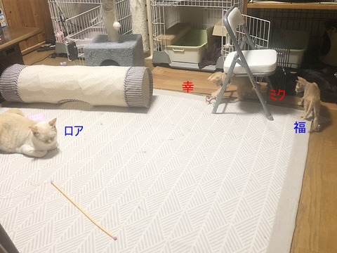 リビング