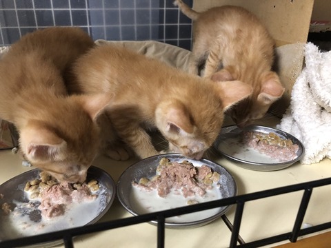 兄弟