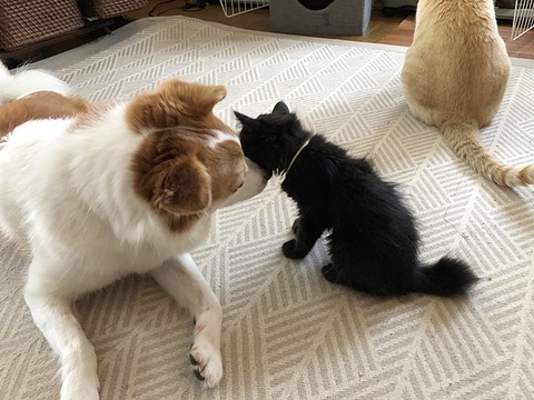クゥと