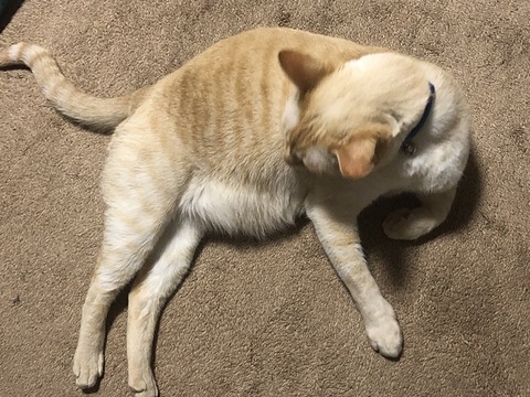 ロア