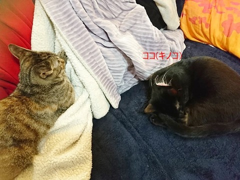 ココちゃん