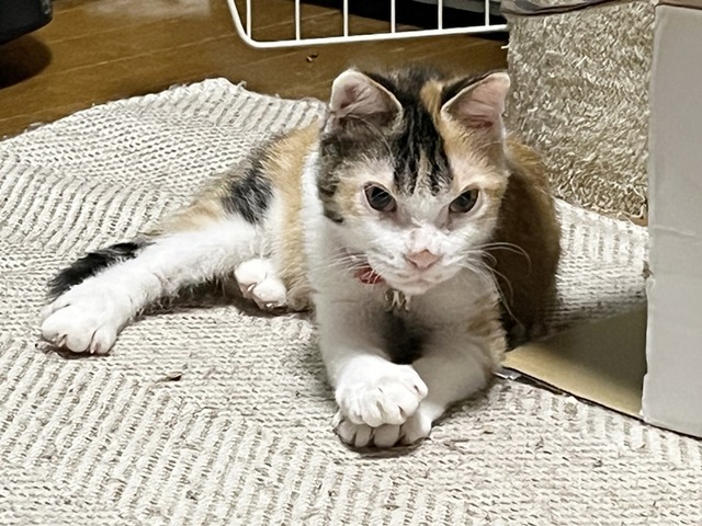 みふ