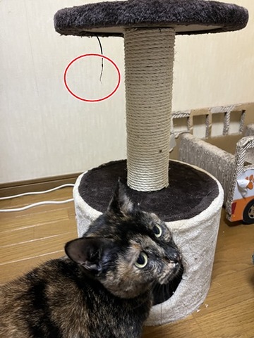 あれ?
