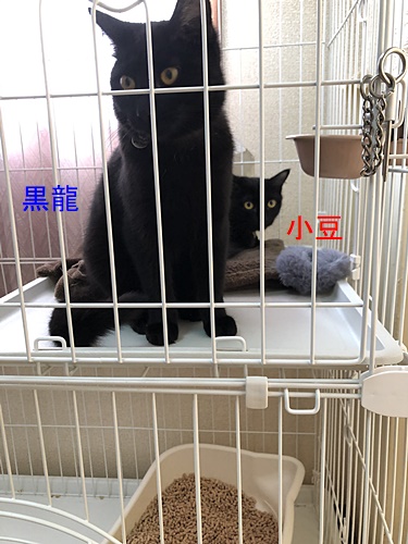 小豆と黒龍