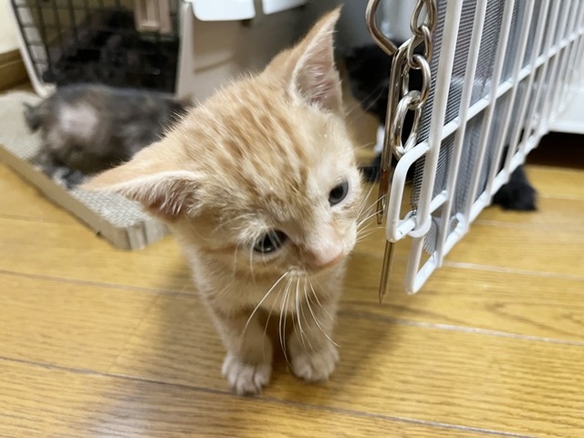 ゼウス