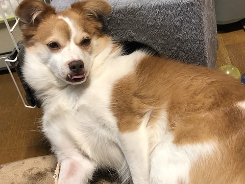 クゥ