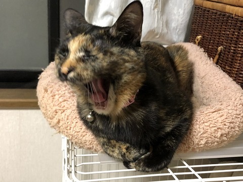 マロン