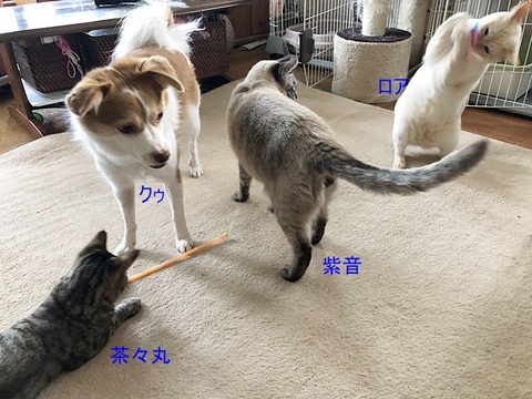 男子