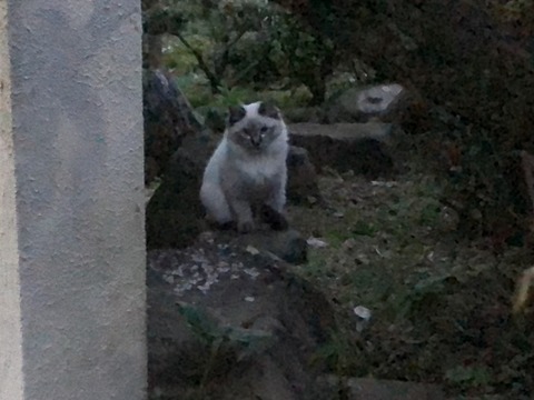 仔猫１