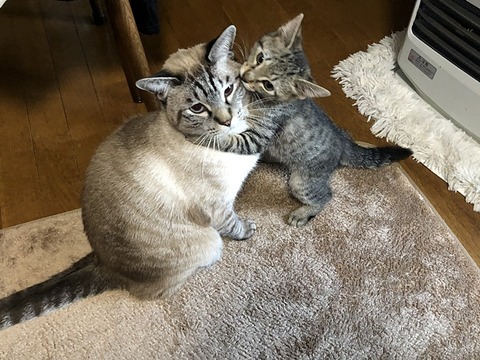 紫音とマコちゃん