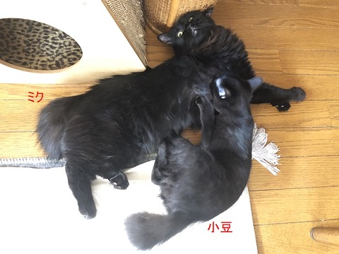 親子?