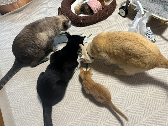 モナカ