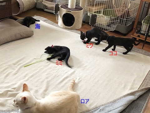 子猫