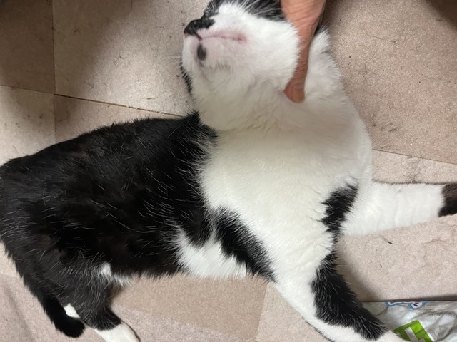 我愛羅ゴロゴロ