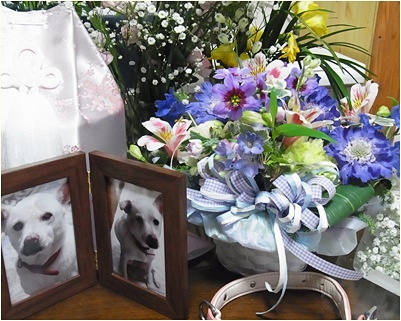 pageお花