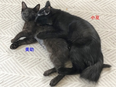 弟姉