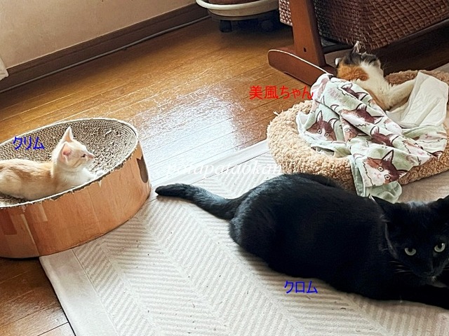 まったり