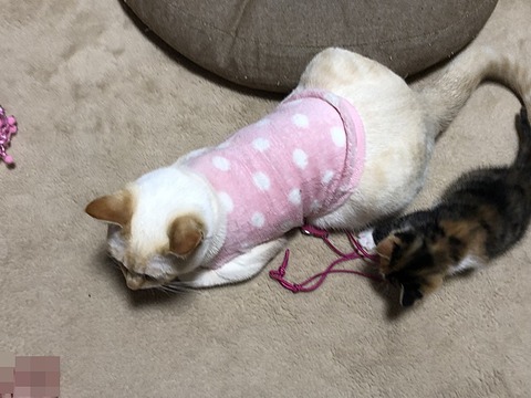 ロアと