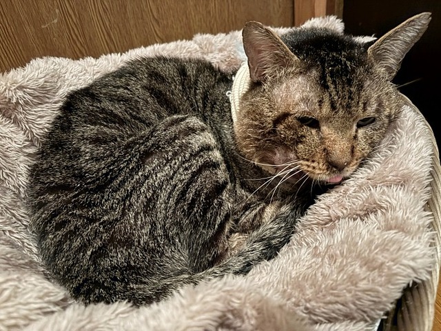 ショボボ