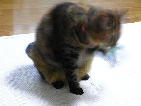 botu.jpg