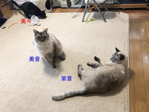リビングで