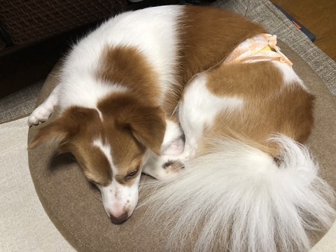 クゥ