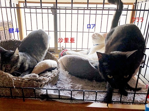 4にゃん