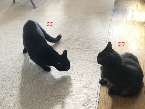 姉妹