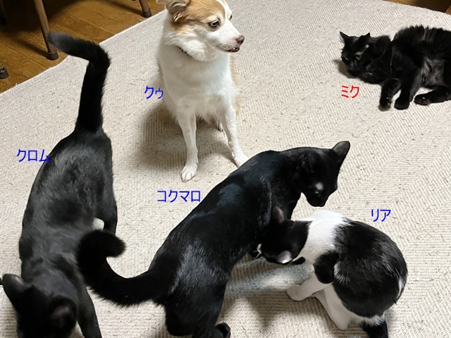 黒～