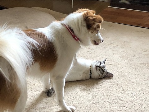 kuuxと紫音