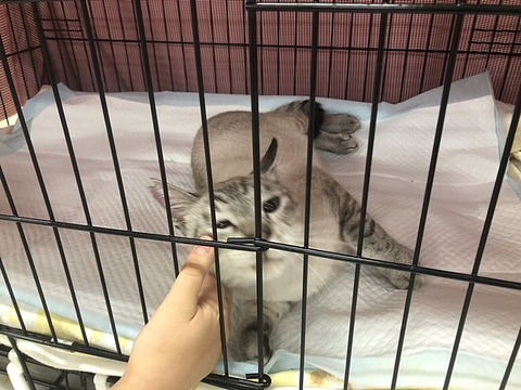 れん君