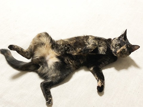 マロン