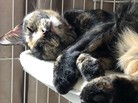マロン