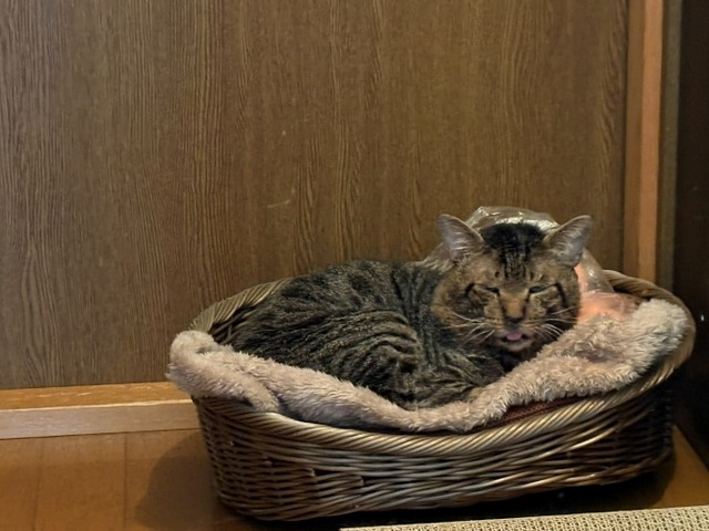 ショボ