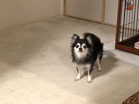 ドビーちゃん
