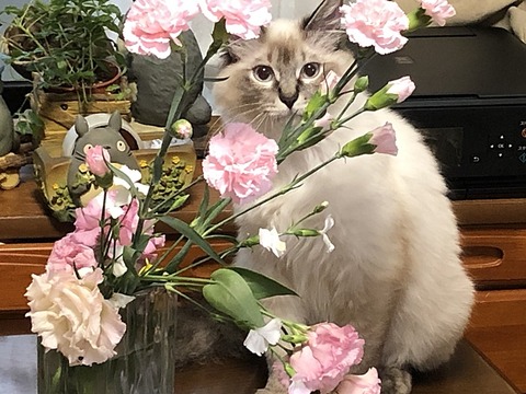 美音