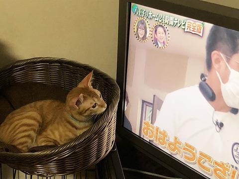 木の葉3