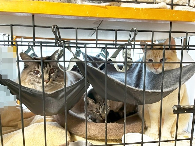 ３男子
