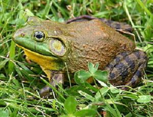 250px-North-American-bullfrog1us牛ガエル