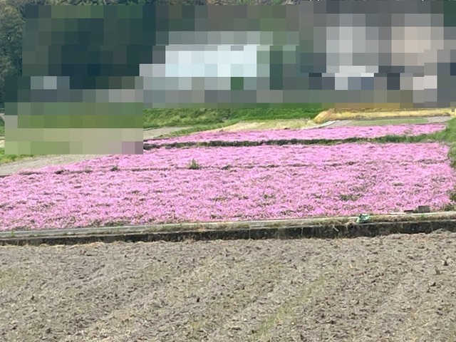 蓮華