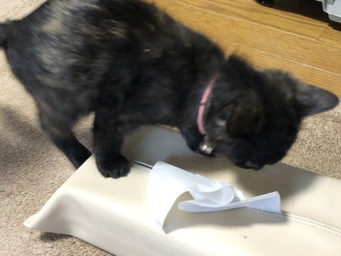 優真ちゃん