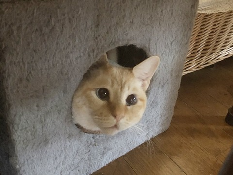 ロア