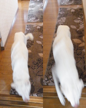 pageyuki走る